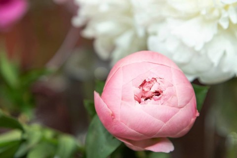 Beautiful pink purple peony Salmon Dream flower. Closeup. Blurred background, selective focus