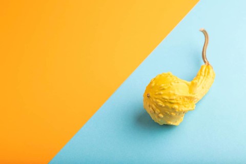 Decorative orange Pumpkin on blue and orange pastel paper background, side view, copy space,