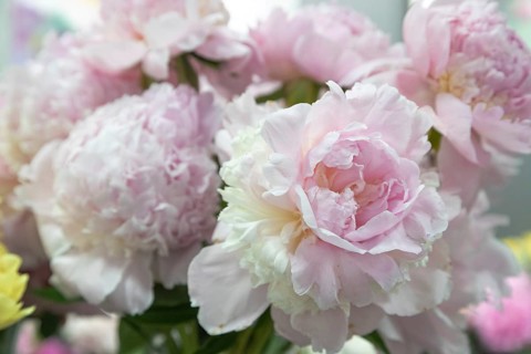 Beautiful pink peony Angel Cheeks flower. Closeup. Blurred background, selective focus
