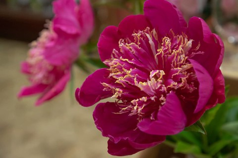 Beautiful red, burgundy peony Patricia Hanratty flower. Closeup. Blurred background, selective