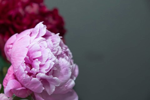 Beautiful pink peony Pink Giant flower. Closeup. Blurred background, selective focus