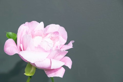 Beautiful pink peony Northwind Maiden flower. Closeup. Blurred background, selective focus