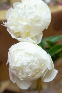 Beautiful white peony Bridal Gown flower. Closeup. Blurred background, selective focus