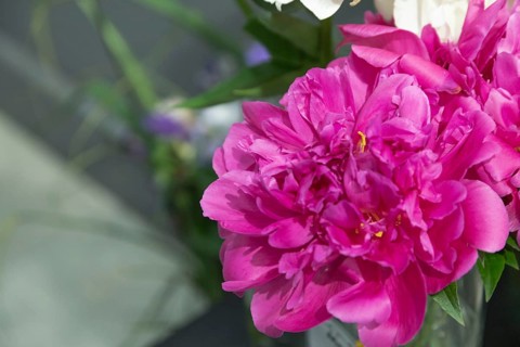 Beautiful pink peony Magenta moon flower. Closeup. Blurred background, selective focus