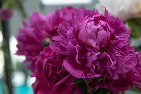 Beautiful red, burgundy peony Kansas flower. Closeup. Blurred background, selective focus