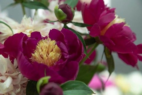 Beautiful white, burgundy peony White Cap flower. Closeup. Blurred background, selective focus