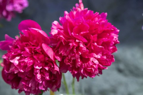 Beautiful red, burgundy peony Iskra Nadezhdy flower. Closeup. Blurred background, selective focus
