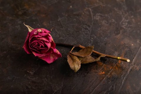 Withered dried pink Rose on black concrete background, side view, copy space, minimalism