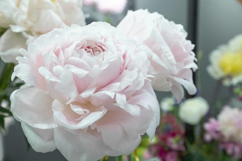 Beautiful pink peony Doris Cooper flower. Closeup. Blurred background, selective focus