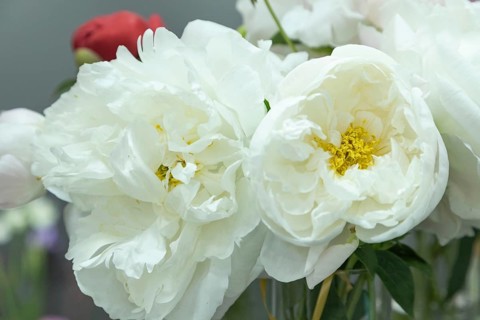 Beautiful white peony Miss America flower. Closeup. Blurred background, selective focus