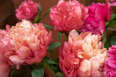 Beautiful pink orange peony Lorelei flower. Closeup. Blurred background, selective focus