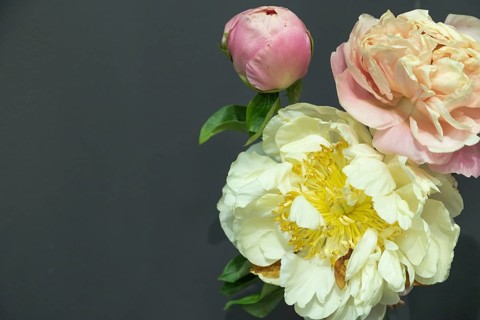 Beautiful yellow peony Kayleigh Ann flower. Closeup. Blurred background, selective focus
