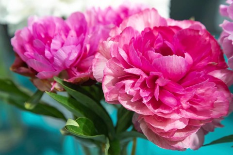 Beautiful pink peony Rose heart flower. Closeup. Blurred background, selective focus