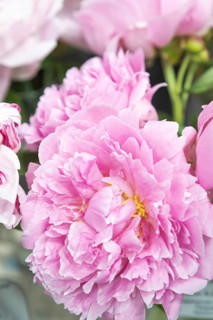 Beautiful pink peony Pink heart throb flower. Closeup. Blurred background, selective focus