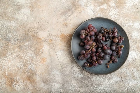 Bunches of rotten and Dry Red wine grapes on blue plate on brown concrete background, harvest,