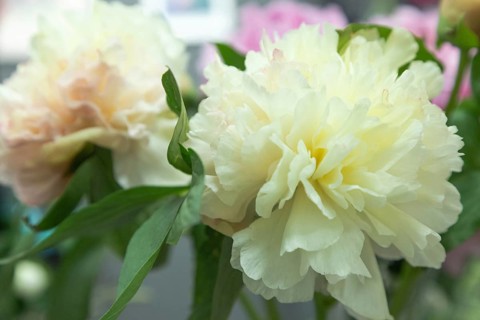 Beautiful white yellow peony Lois choice flower. Closeup. Blurred background, selective focus