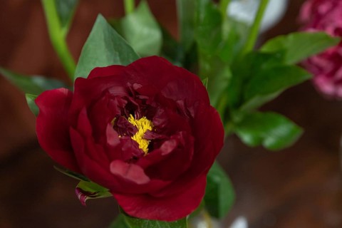 Beautiful red, burgundy peony The Mackinac Grand flower. Closeup. Blurred background, selective