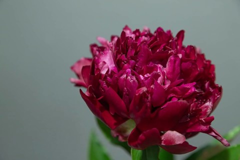 Beautiful red, burgundy peony Judy Becker flower. Closeup. Blurred background, selective focus