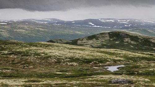 Vast fell or mountain landscape, ground vegetation with Reindeer lichen (Cladonia rangiferina),