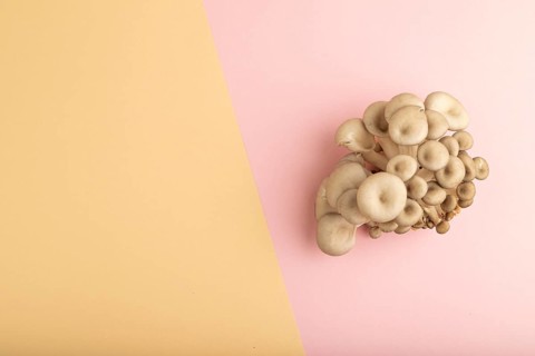 Raw Oyster mushroom, Pleurotus ostreatus on pink and orange pastel paper background. Top view, flat