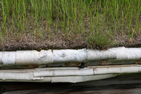 Ein mit Gras bedecktes Dach mit Verkleidung aus Birkenrinde, historischer Bauernhof und