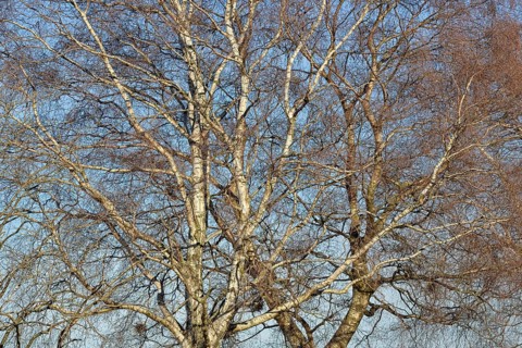 Birke (Betula), Blick in die Baumkronen, blauer Wolkenhimmel, Nordrhein-Westfalen, Deutschland