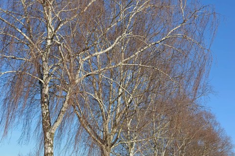 Birke (Betula), Baumreihe, Blick in die Baumkronen, blauer Wolkenhimmel, Nordrhein-Westfalen,