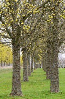 Baumreihen, Laubbäume, Ahorn (Acer) im Frühling, Nordrhein-Westfalen, Deutschland