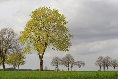 Laubbäume, Ahorn (Acer) im Frühling, Nordrhein-Westfalen, Deutschland