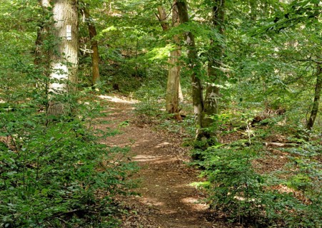 Wanderweg im Wandergebiet Rotenfels im Naturpark Soonwald-Nahe in der Pfalz. Traisen, Landkreis Bad