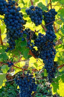 Rote Weinreben, Weintrauben, an Rebstöcken am Weingut Brunnenhof. Norheim, Bad Kreuznach,