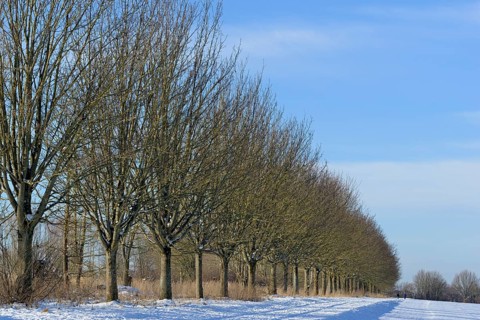 Winterlandschaft, Bäume an einem schneebedeckten Feldweg, blauer Wolkenhimmel, Nordrhein-Westfalen,