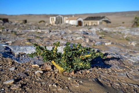 Buschmannkerze (Sarcocaulon mossamedense), Grillenthal, Diamentensperrgebiet, bei Lüderitz, Region