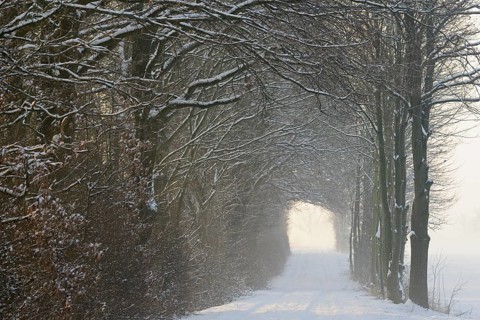 Winterlandschaft, tunnelartige Wegstrecke führt durch schneebedeckte Bäume, Nordrhein-Westfalen,