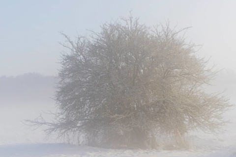 Winterlandschaft, schneebedeckter Weißdorn (Crataegus), aufsteigender Bodennebel,