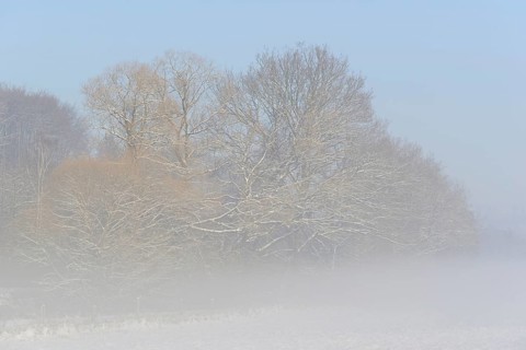 Winterlandschaft, Bodennebel steigt vor schneebedeckten Bäumen auf, blauer Himmel,