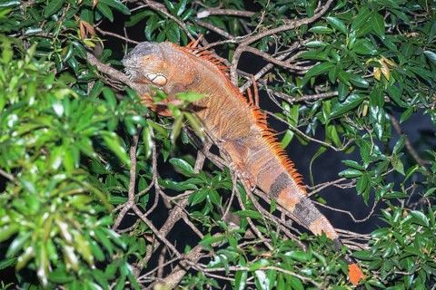 Green Iguana (Iguana Iguana), La Fortuna, Costa Rica, Central America