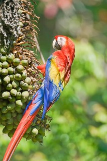 Scarlet Macaw (Ara macao) perching on a tree, Corcovado National Park, Osa Peninsula, Costa Rica