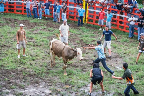 Rodeo, La Fortuna, Arenal, Costa Rica, Central America