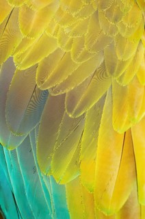 Military macaw (Ara militaris) feathers, close-up, Costa Rica, Central America