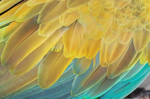 Military macaw (Ara militaris) feathers, close-up, Costa Rica, Central America