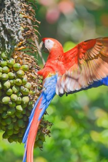 Scarlet Macaw (Ara macao) perching on a tree, Corcovado National Park, Osa Peninsula, Costa Rica