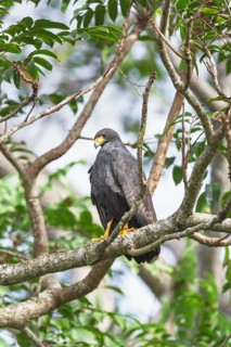 Great black hawk (Urubitinga urubitinga) perched on a tree, Corcovado National Park, Osa Peninsula,