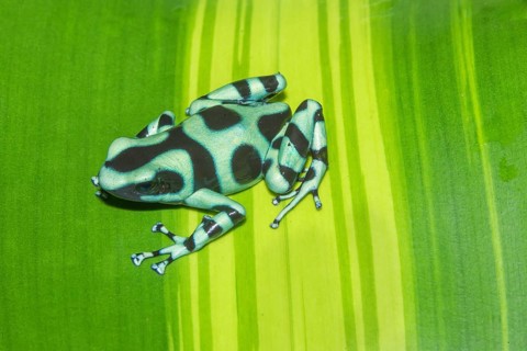 Green and Black poison dart frog, (Dendrobates auratus), Costa Rica, Central America