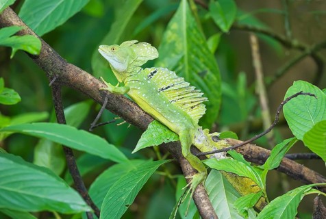 Plumed Basilisk (Basiliscus plumifrons) on a tree branch, Costa Rica, Central America
