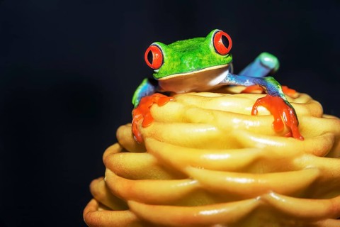 Red eyed tree frog (Agalychins callydrias) on yellow flower, Costa Rica