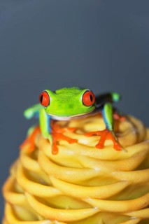 Red eyed tree frog (Agalychins callydrias) on yellow flower, Costa Rica