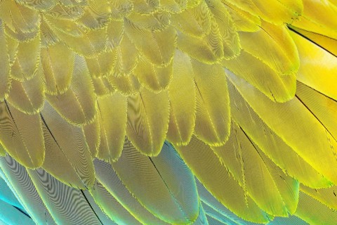 Military macaw (Ara militaris) feathers, close-up, Costa Rica, Central America