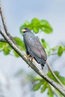 Great black hawk (Urubitinga urubitinga) perched on a tree, Corcovado National Park, Osa Peninsula,