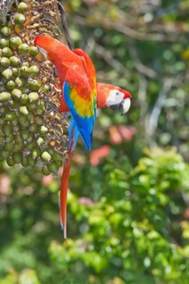 Scarlet Macaws (Ara macao) perching on a tree, Corcovado National Park, Osa Peninsula, Costa Rica